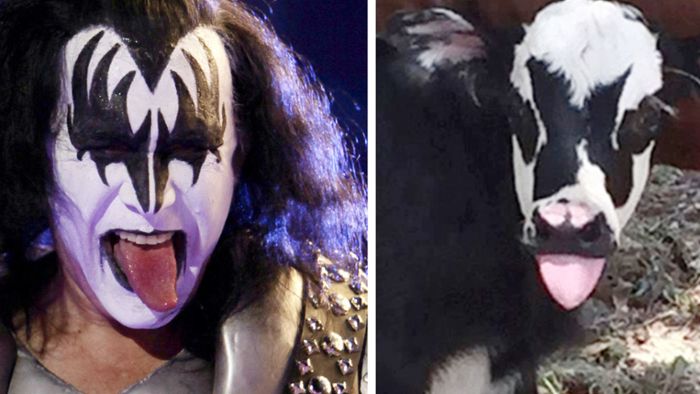 Tierischer Doppelgänger von Kiss-Sänger