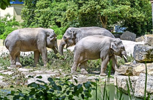 Im Schnitt wandern die Elefanten im Heidelberger Zoo 6,4 Kilometer am Tag. Der Rekord liegt bei 11,6 Kilometern. Foto: Philipp Rothe