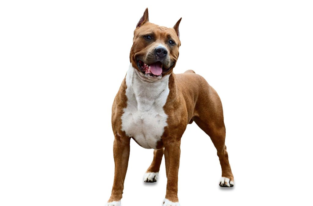 American Staffordshire-Terrier oder Mischungen sind so genannte „Listenhunde“, die auch so angemeldet werden müssen.  Foto: Adobe Stock/geptays/