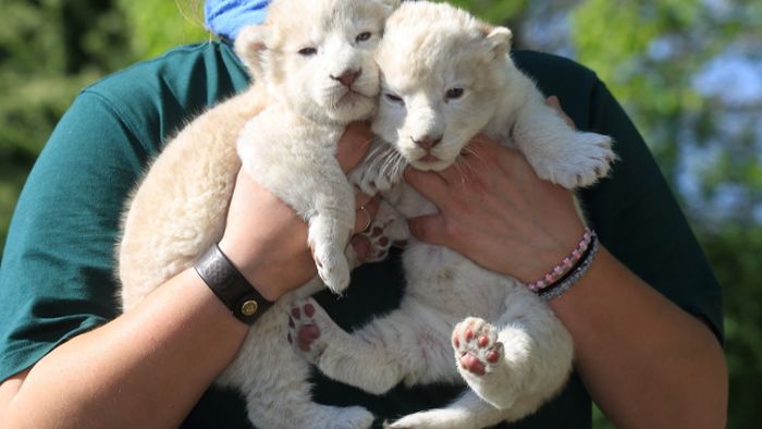 Flauschige weiße Löwenzwillinge