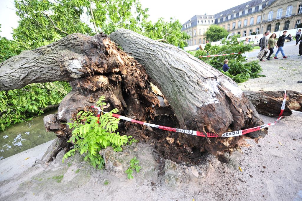 Am Sonntag ist eine 1961 gepflanzte kaukasische Flügelnuss im Oberen Schlossgarten umgestürzt und im Eckensee gelandet. Warum der Baum umgefallen ist, muss noch geklärt werden. Zu Schaden kam niemand.