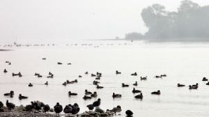 Vögel am Bodensee. Foto: dpa