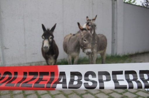 Im Allgäu musste die Polizei als Tierpfleger einspringen. Foto: PI Lindenberg