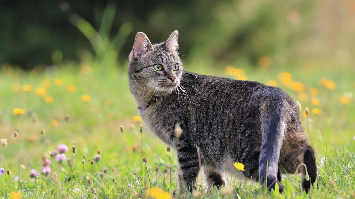 Katzenschreck im Garten: natürlicher Katzenschreck mit Hausmitteln
