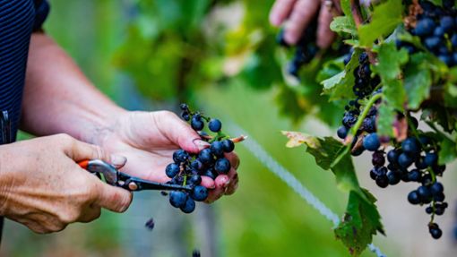 Ohne Pflanzenschutz gibt es im Weinbau nichts zu ernten. Foto: imago images