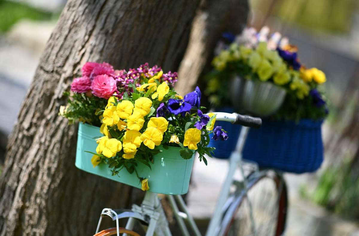 Ein mit Blumen geschmücktes Fahrrad lehnt am Ufer an einem Baum.