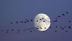 Zweimal Vollmond innerhalb von einem Monat: Die Amerikaner sprechen dabei auch vom „blue moon“. Doch schimmert der Mond dann wirklich blau? Foto: epd/Joern Friederich