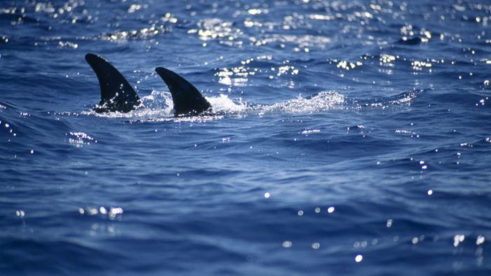 Mehr als sechs Tonnen Haiflossen in Panama beschlagnahmt