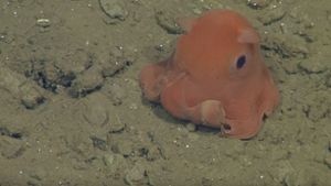 Der wohl süßeste Oktopus aller Zeiten