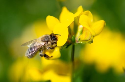 Der Artenschutz steht im Mittelpunkt des Bienen-Volksbegehrens. Foto: dpa/Fabian Sommer