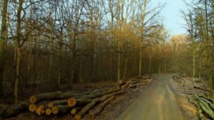 Nach dem Ersteigern des Holzes kommt das Zerlegen. Sind die Wege ordentlich gerichtet, macht die Arbeit im Wald gleich viel mehr Spaß. Foto: Burkhard Böer