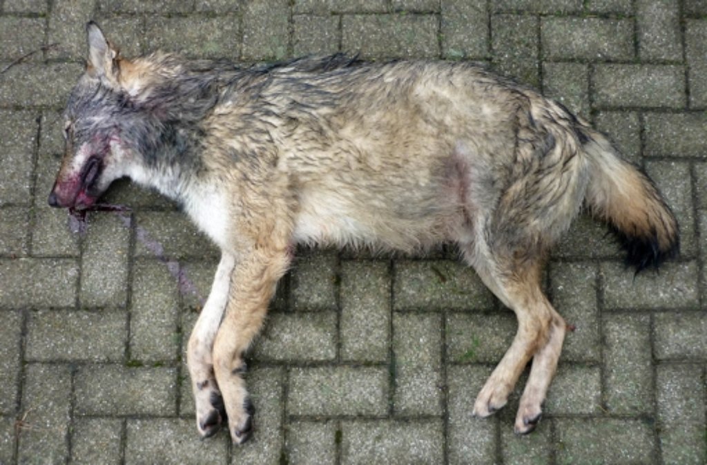 Der tote Wolf wurde in der Nähe der Autobahn 8 östlich von Merklingen (Baden-Württemberg) gefunden. Nach Angaben der Forstlichen Versuchs- und Forschungsanstalt Baden-Württemberg (FVA) handelt es sich um ein männliches Jungtier. Foto: Micha Herdtfelder/dpa/FVA
