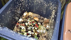 Mülltonne reinigen und Gerüche entfernen