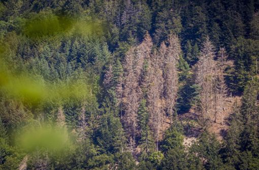 Der schlechte Zustand der Wälder auch in Baden-Württemberg wird auf den Klimawandel zurückgeführt. Foto: imago images / Jannis Große/Jannis Große