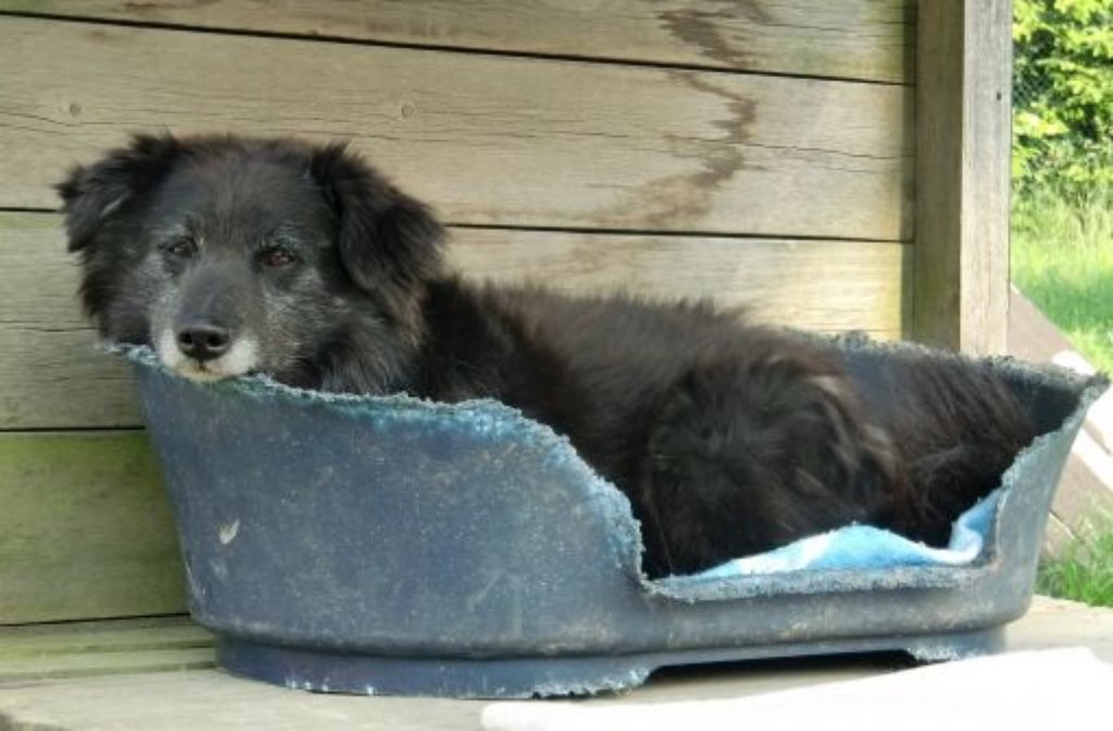 Entwischte einen Tag nach seiner Ankunft in Asperg: Mischlingshund Fiodor