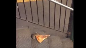 Wie eine Ratte mit einer Pizza zum Netz-Helden wird