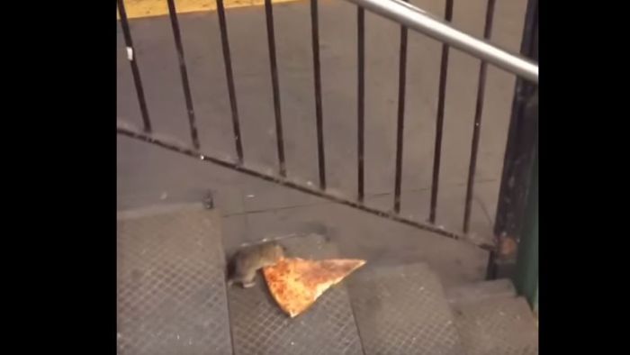 Wie eine Ratte mit einer Pizza zum Netz-Helden wird
