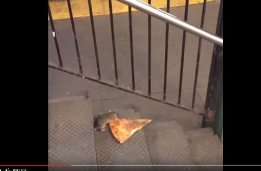 In dem kurzen Clip schleift eine Ratte ein Stück Pizza hinter sich her. Foto: Screenshot Youtube/Matt Little