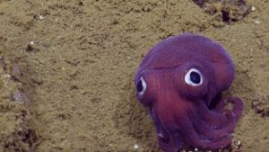 Dieser kleine Oktopus verzückt derzeit viele Internetnutzer. Foto: Screenshot Youtube / EVNautilus
