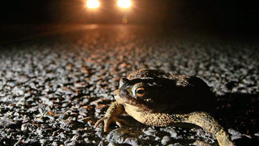In den Wandernächten sind die Kröten in Gefahr. Foto: dpa/Sebastian Willnow