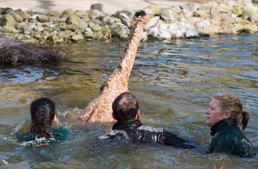 Glück im Unglück hatte das in Seenot geratene Giraffenbaby Nakuru aus dem Hamburger Tierpark Hagenbeck am Donnerstag... Foto: dpa