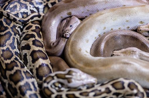 Pythons sind nicht giftig, sondern töten ihre Beute, indem sie sie umschlingen (Symbolbild). Foto: IMAGO/Addictive Stock/Hodei Unzueta