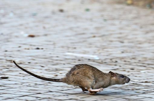 So viele Ratten wie derzeit gab es noch selten in Fellbach. Foto: dpa