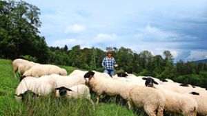 Urlaub im Land der Rhön-Schafe