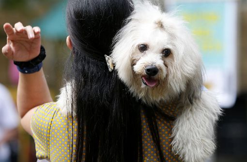 Ein Hund wird über der Schulter seines Frauchens getragen. Foto: AP