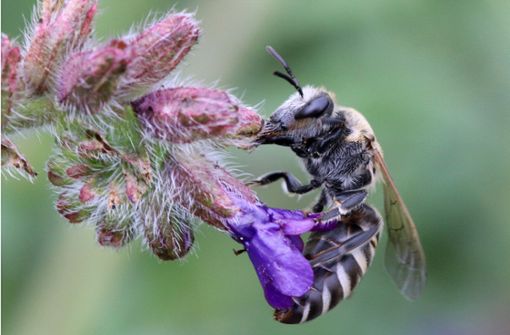 Wildbienen fliegen nur spezielle Pflanzen an. Foto: picture alliance/dpa