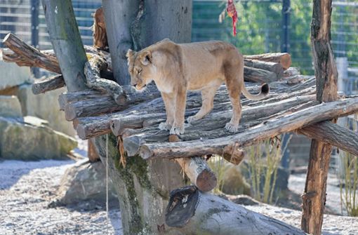 Das neue Gehege im Heidelberger Zoo bietet Platz für ein ganzes Rudel. Foto: dpa