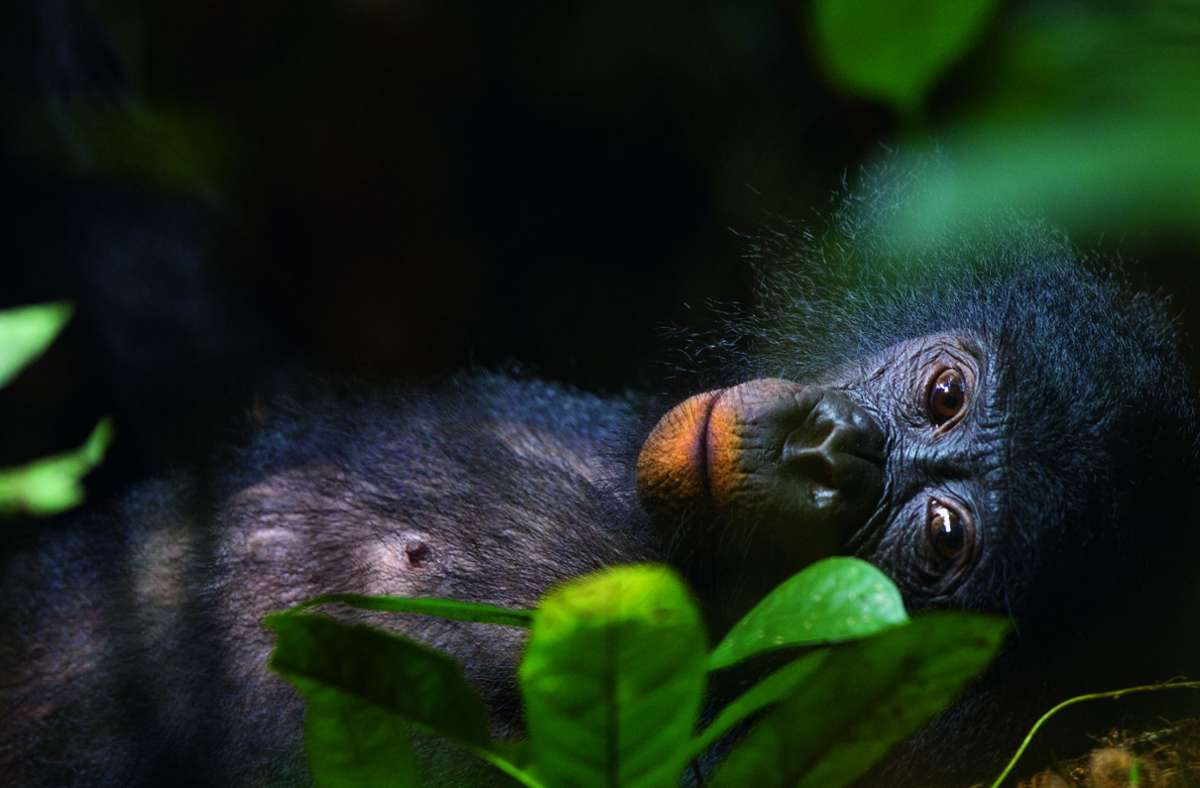 Für Momentaufnahmen wie diese verfolgte der Naturfotograf Christian Ziegler monatelang die vom Aussterben bedrohten Bonoboaffen im Kongobecken.