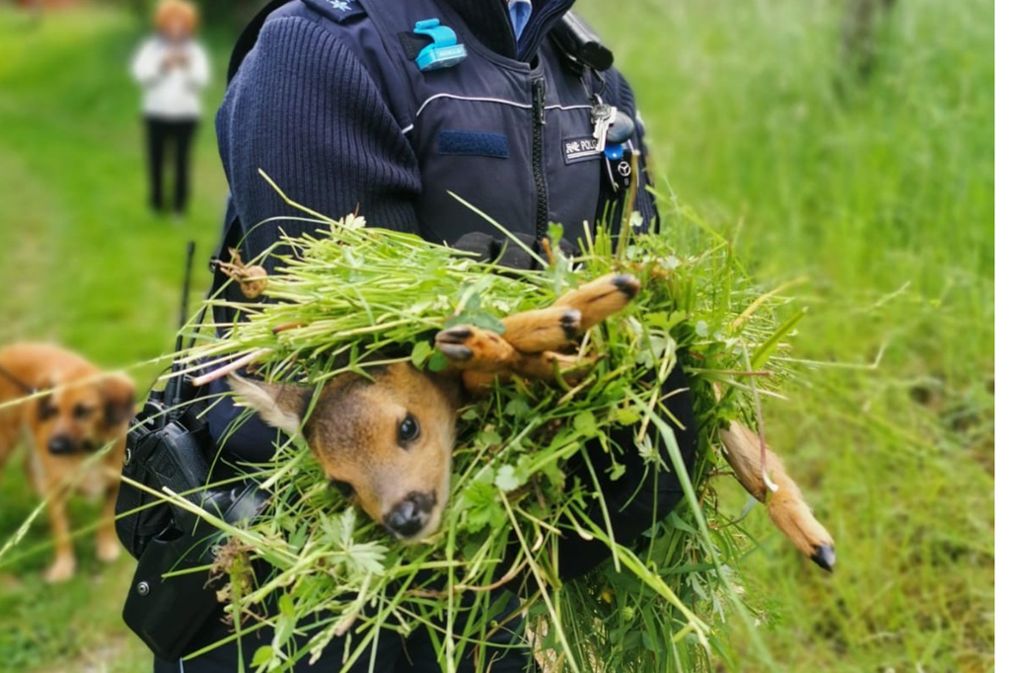 Wildtierbabys dürfen nicht von Menschen berührt werden. Foto: Polizei Ludwigsburg
