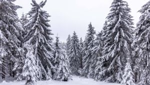 Deutschland im Winterkleid: verschneite Tannen im Taunus. Foto: IMAGO/Jan Eifert