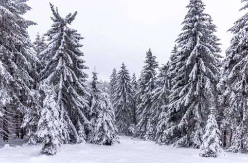 Deutschland im Winterkleid: verschneite Tannen im Taunus. Foto: IMAGO/Jan Eifert