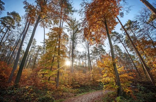 Herbstlich verfärbte Wälder locken zu Spaziergängen. Foto: Gottfried Stoppel
