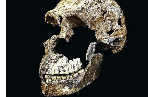 Der Schädel des Homo naledi ist erstaunlich gut erhalten. Foto: Wits University, John Hawks