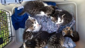 Polizei rettet Katzenkinder aus Gleisbett