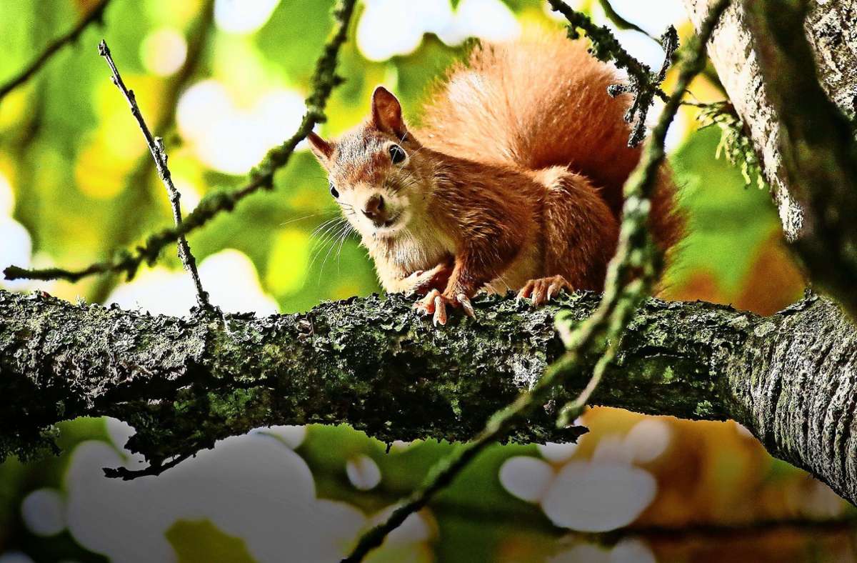 Eichhörnchen sind häufige Besucher auf Friedhöfen. Foto: dpa/Thomas Warnack