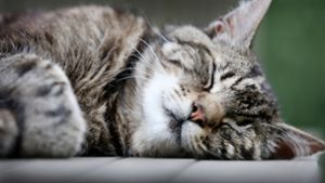 Haustiere wie Katzen spielen nach derzeitigen Erkenntnissen keine Rolle bei der Verbreitung des Coronavirus. (Symbolfoto) Foto: dpa/Martin Gerten