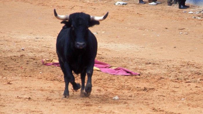 23-jähriger Stierkämpfer wird tödlich verletzt