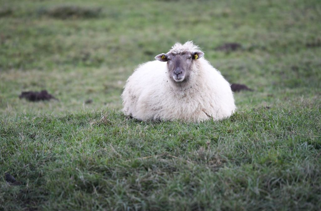 Schafzucht findet auf für den Artenschutz wichtigen Weiden statt. Foto: dpa/Arne Dedert