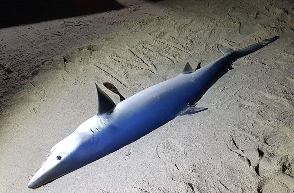 Ein toter Blauhai ist auf Sylt angeschwemmt worden. Spaziergänger entdeckten den Kadaver am Mittwochabend am Strand von Rantum.
