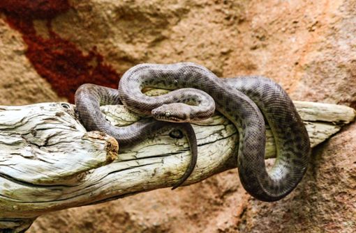 Exemplare wie diese Pythons sind besser in der Wilhelma als in einem Garten in Wolfbusch aufgehoben. Foto: Wilhelma Stuttgart