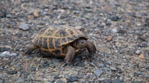 Polizei rettet Schildkröte auf Autobahn