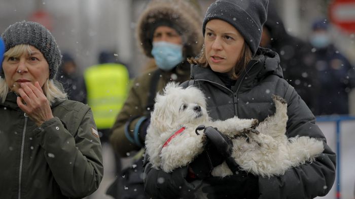 Tierheim sucht Pfleger für Flüchtlingstiere aus Ukraine