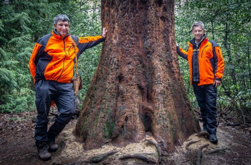Förster Hartmut Scheuter und ForstBW-Chef Max Reger messen sich im Arboretum mit einem Mammutbaum. Foto: Faltin