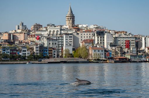 Vor der Küste Istanbuls zeigen sich derzeit viele Delfine. Foto: AFP