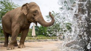 Erster Alterssitz für Elefanten eröffnet