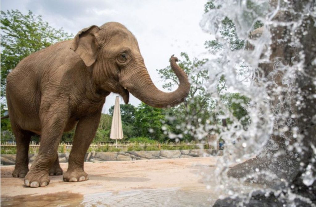 Alte Elefanten bekommen im Karlsruher Zoo ein neues Zuhause. Foto: Glomex